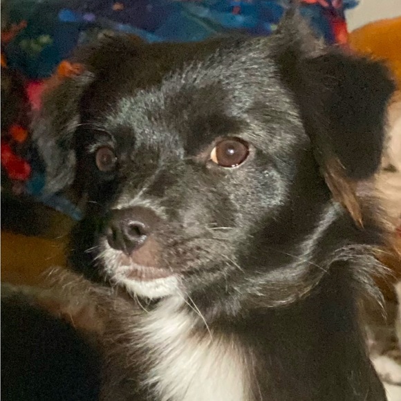 Meet your Posher, Diana - Picture 5 of 12